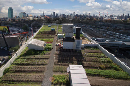 Rooftop Farming in New York City Image